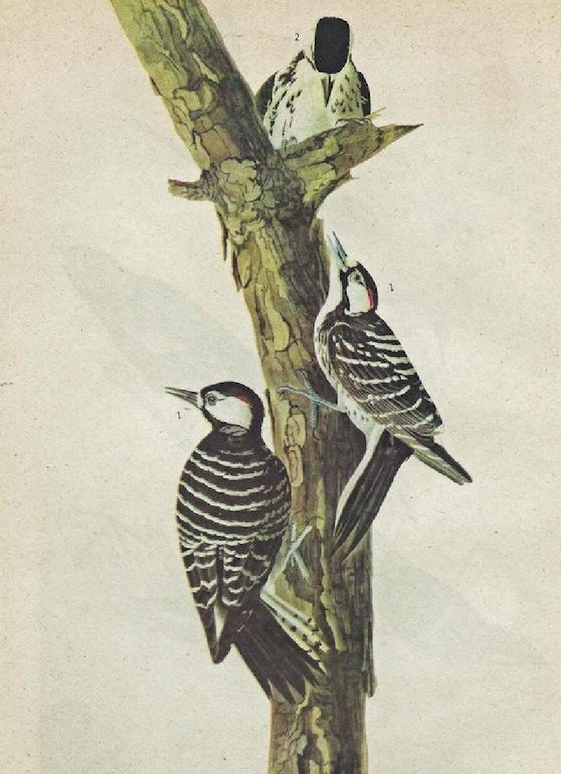 c1946 Audubon Print, #389 Red-Cockaded Woodpecker: John James Audubon print, Red-Cockaded Woodpecker from "The Birds of America". Published c.1946. Comes with mat. 11" X 14" size.