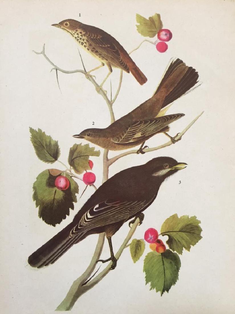 c1946 Audubon Print, #419 Thrush, Solitaire & Jay: John James Audubon book plate print, from a 1946 edition of "The Birds of America." # 419 Thrush, Solitaire, And Jay. 9" X 11". Comes with 11" X 14" mat.