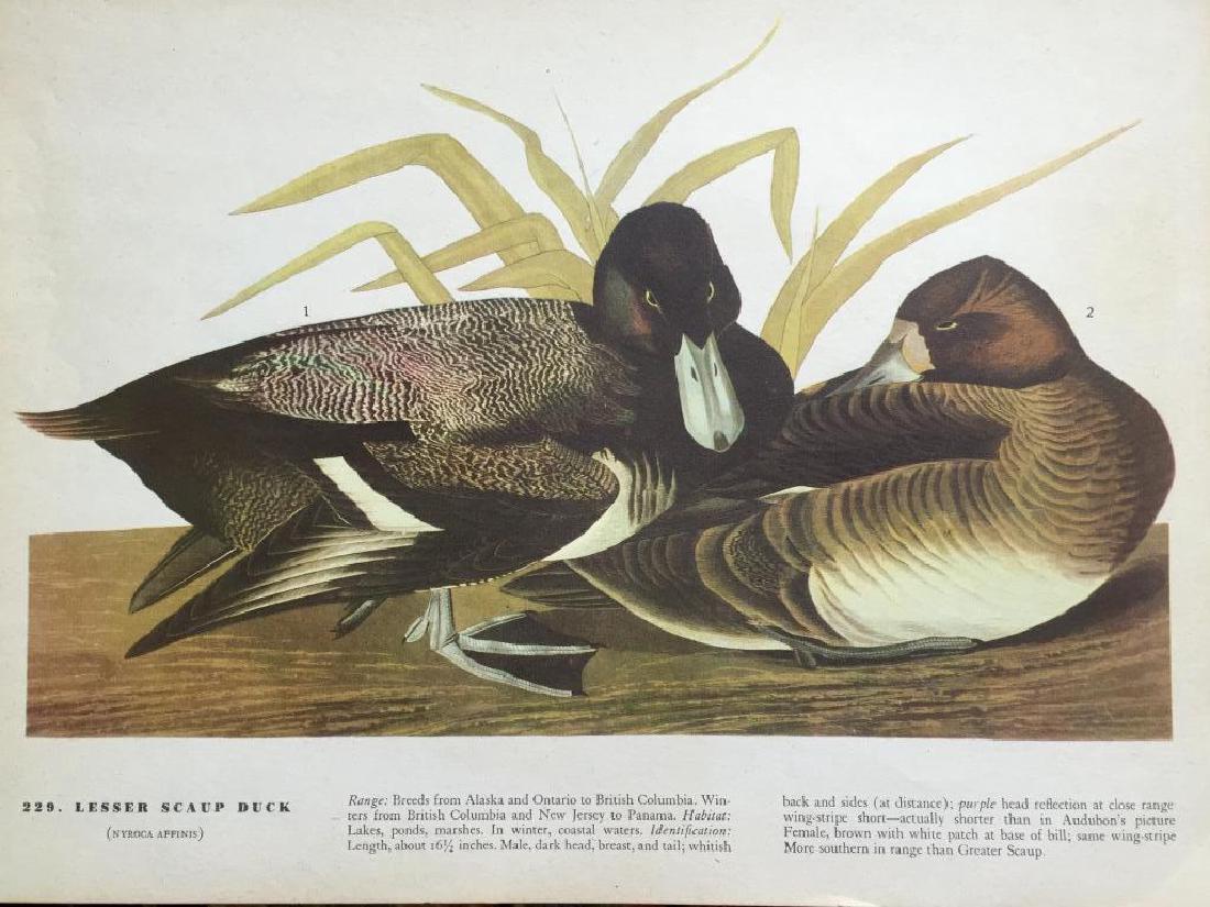 c1946 Audubon Print, #229 Lesser Scaup Duck: Lesser Scaup Duck print # 229 from a 1946 edition of The Birds Of American by John James Audubon. 8 1/2" X 11 1/2". Comes with 11" X 14" mat. * dog ear bend to the bottom right corner that will not af