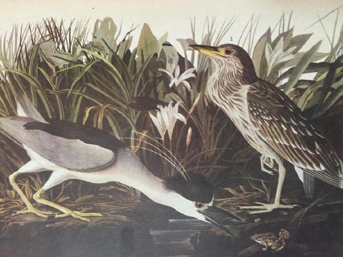 Audubon Print, #236 Black-Crowned Night Heron: John James Audubon, book plate print, from a 1946 edition of "The Birds Of America." # 236 Black-Crowned Night Heron. 8 1/2" X 11". Comes with 11" X 14" mat.