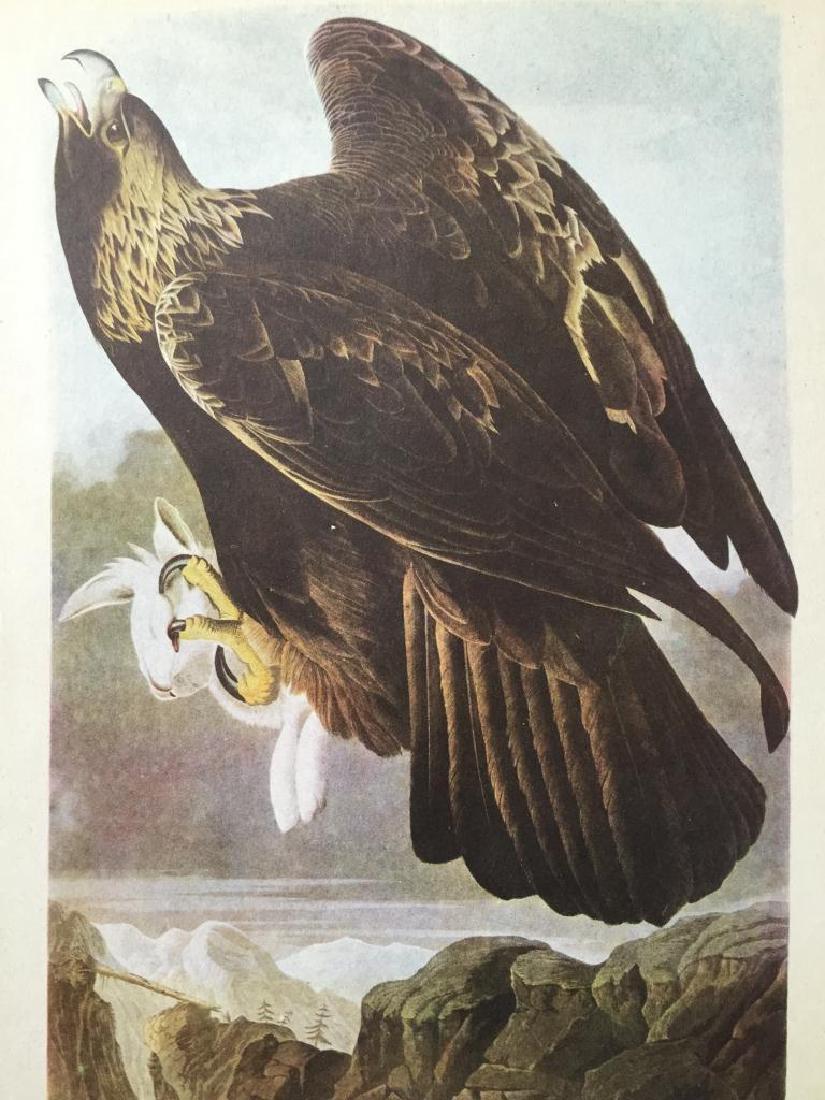 c1946 Audubon Print, #181 Golden Eagle: John James Audubon print, from a 1946 edition of "the Birds Of America". 8 1/2" X 11". Comes with 11" X 14" mat mat.