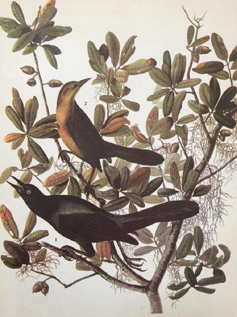 c1946 Audubon Print, #187 Boat-Tailed Grackle: John James Audubon book plate print, from a 1946 Edition of "The Birds of America." # 187 Boat -Tailed Grackle. 9" X 11". Comes with mat.