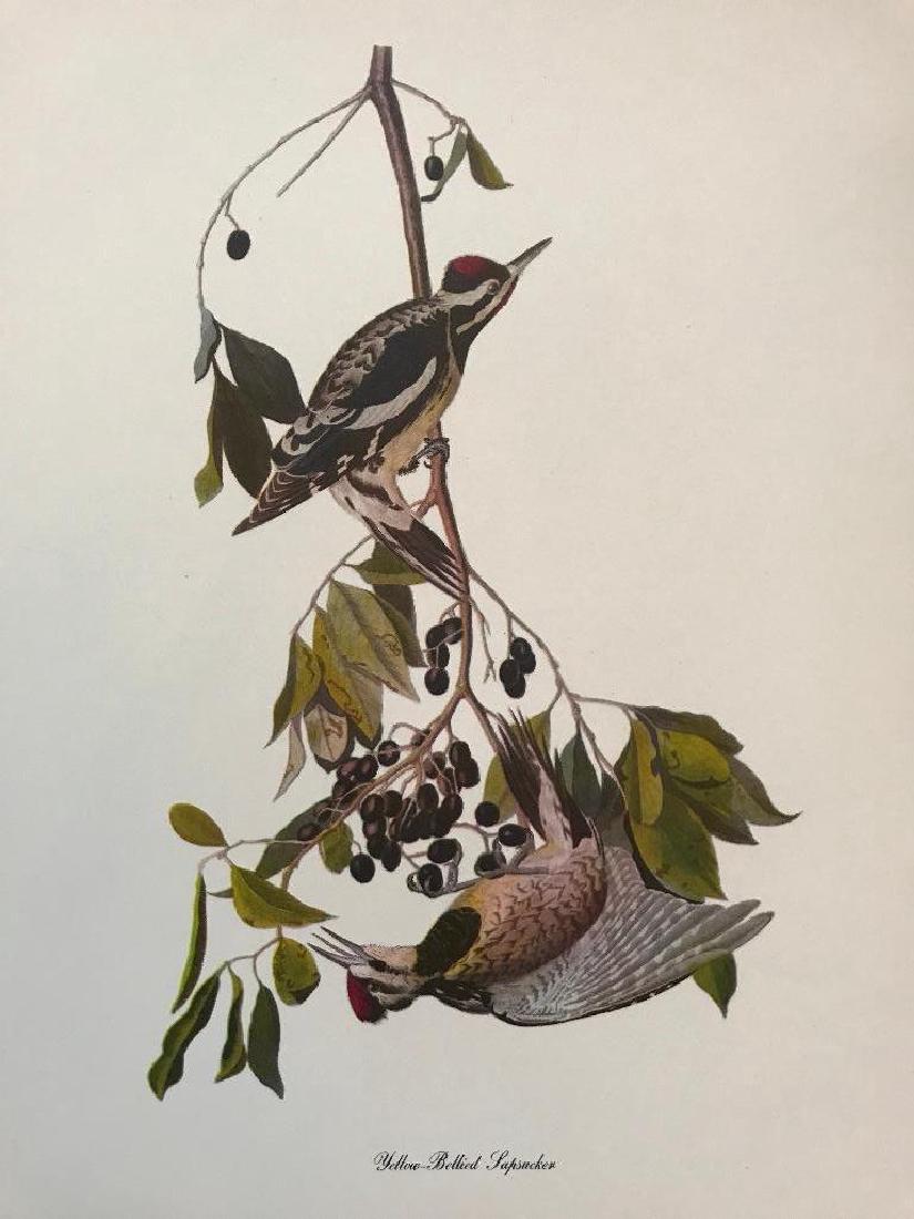 c1950 Audubon Print, Yellow-Bellied Sapsucker: Vintage c1950 print, from the collection, "Audubon - Fifty Selections with commentaries by Roger Tory Peterson". Yellow-Bellied Sapsucker. 9" X 12". Comes with mat board.