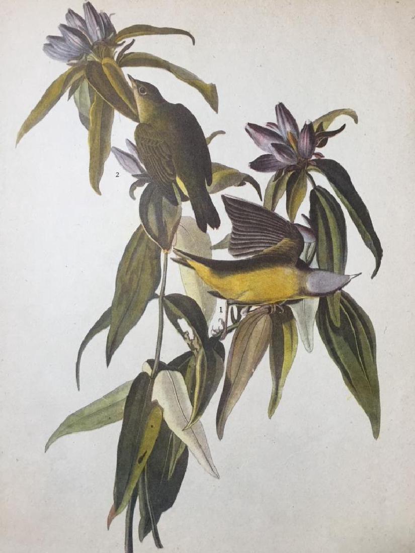 c1946 Audubon Print, #138 Connecticut Warbler: John James Audubon book plate print, from a 1946 edition of "The Birds Of America." # 138 Connecticut Warbler. 9" X 11". Comes with mat.