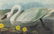 Mid 20thc Audubon Print, Whistling Swan