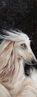 Oil Painting, Afghan Hound
