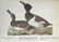c1946 Audubon Print, #294 Ring-Necked Duck