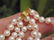 White Akoya Pearl Necklace & Earrings Set