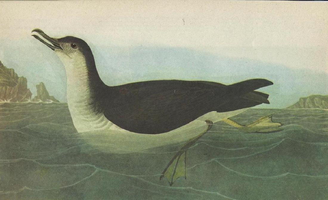 c1946 Audubon Print, Manx Shearwater #295: John James Audubon, book plate print, from a 1946 edition of "The Birds of America". #295 Manx Sherwater. 8 1/2" X 11". Comes with 11" X 14" mat.