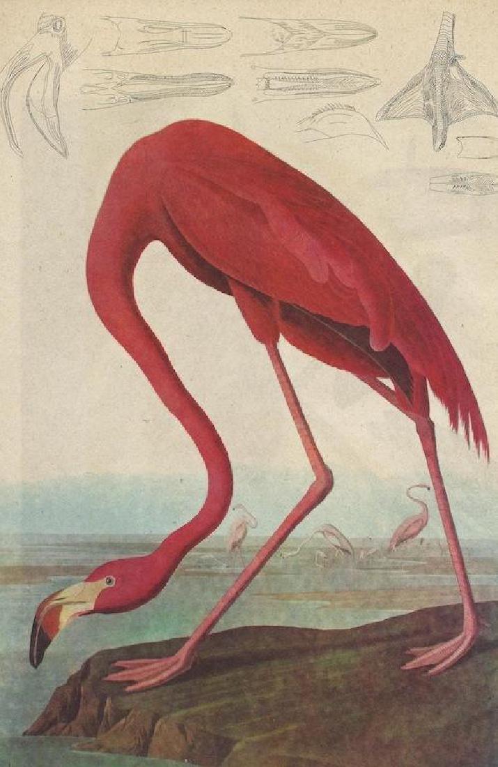 Vintage Audubon Print, Pink Flamingo: Mid 20th Century ( c1950 ) vintage John James Audubon bird print from a boxed set of Audubon Birds of America, Fifty Selections with Commentaries by roger Tory Peterson. Commentary on the reverse. 9" 