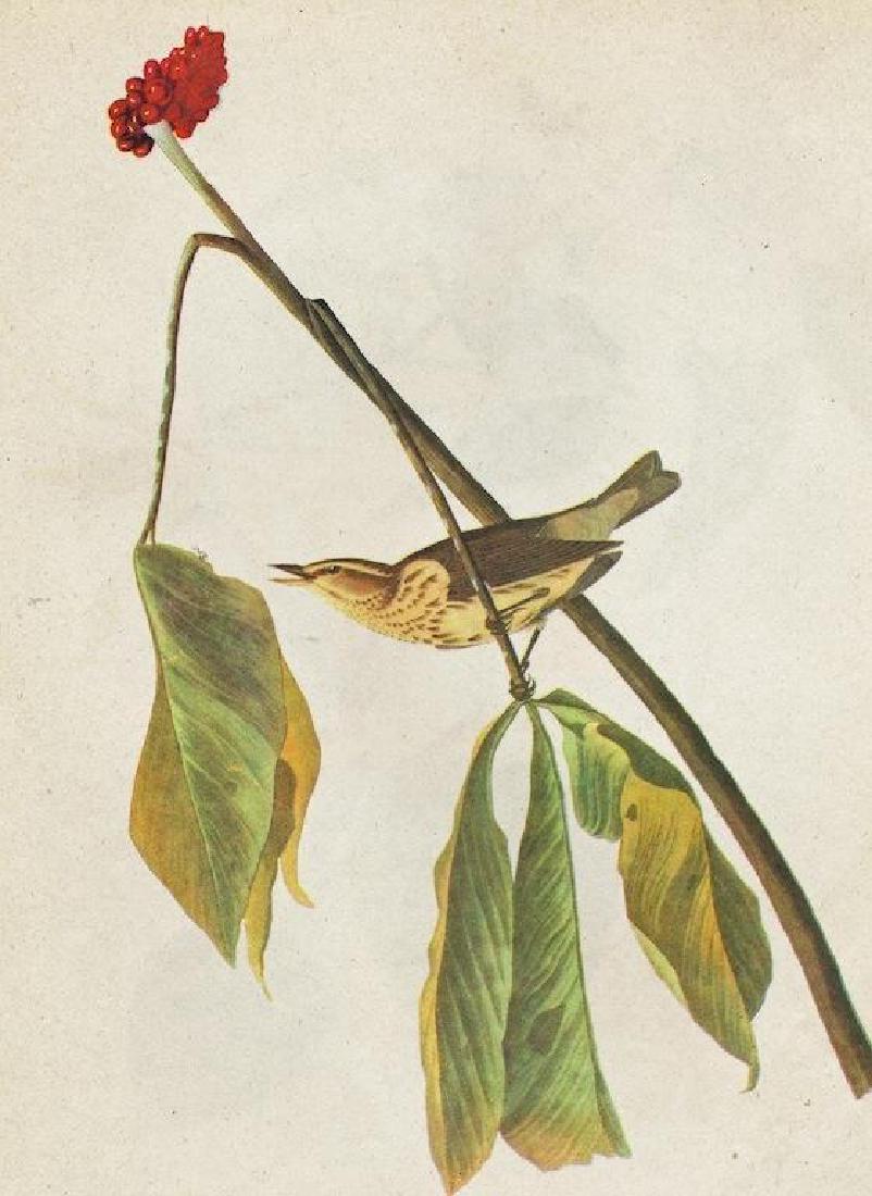 c1946 Audubon Print, #19 Louisiana Water Thrush: John James Audubon, book plate print, from a 1946 edition of " The Birds Of America" , #19 Louisiana Water Thrush. 8 1/2" X 11 1/2". Comes with 11" X 14" mat.