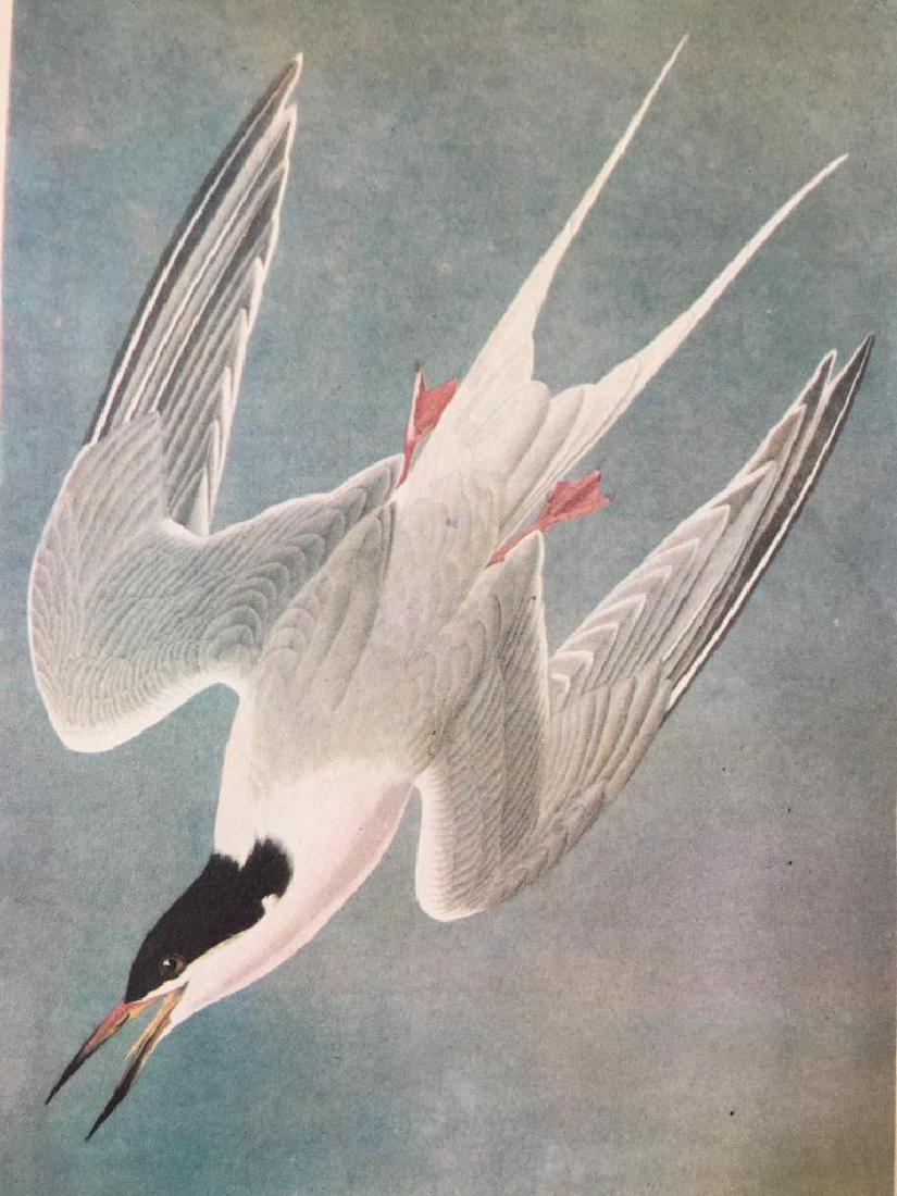c1946 Audubon Print, #240 Roseate Tern: John James Audubon book plate print, from a 1946 edition of The Birds Of America. #240 Roseate Tern. 6" X 9" image on 8 1/2" X 11 1/2" page. Comes with 11" X 14" mat.