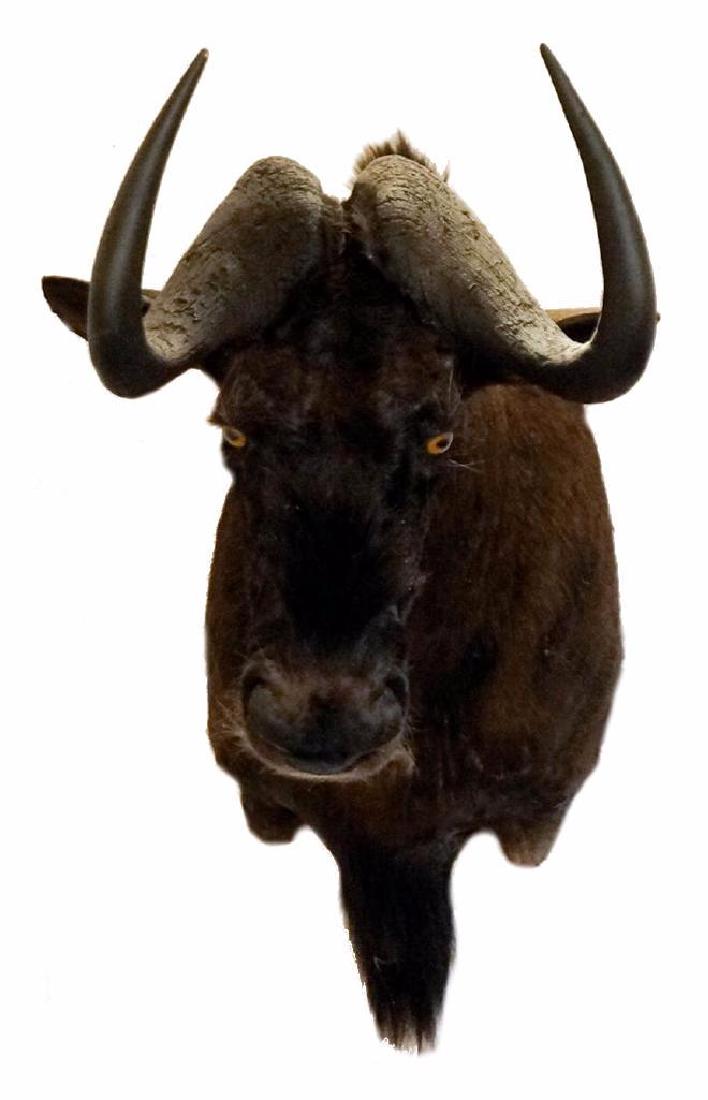 Black Wildebeest Shoulder Mount: Black Wildebeest shoulder mount. Harvested in South Africa, 2002. Measures approximately 24" x 24" x 16".