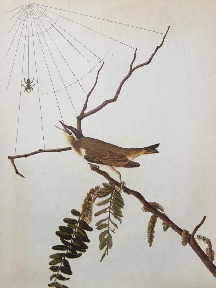 c1946 Audubon Print, #150 Red-Eyed Vireo: John James Audubon book plate print, from a 1946 edition of "The Birds Of America." # 150 Red-Eyed Vireo. 9" X 11". Comes with mat.