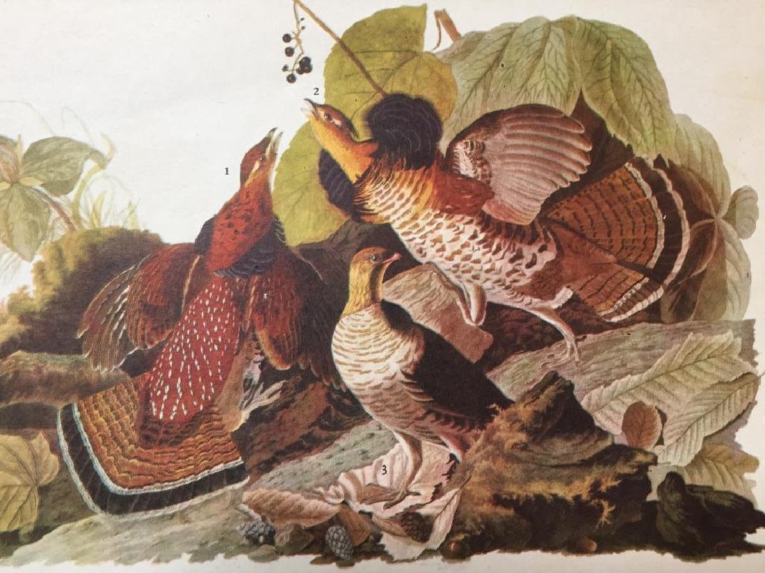 c1946 Audubon Print, #41 Ruffed Grouse: John James Audubon, book plate print, # 41 Ruffed Grouse, taken from a 1946 edition of "The Birds Of America". 8 1/2" X 11 1/2". Comes with 11" X 14" mat.