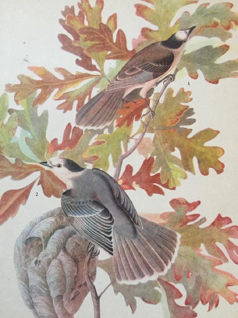 c1946 Audubon Print, #107 Canada Jay: John James Audubon, book plate print, # 107 Canada Jay, taken from a 1946 edition of "The Birds Of America." 8 1/2" X 11 1/2" print size. Comes with 11" X 14" mat.
