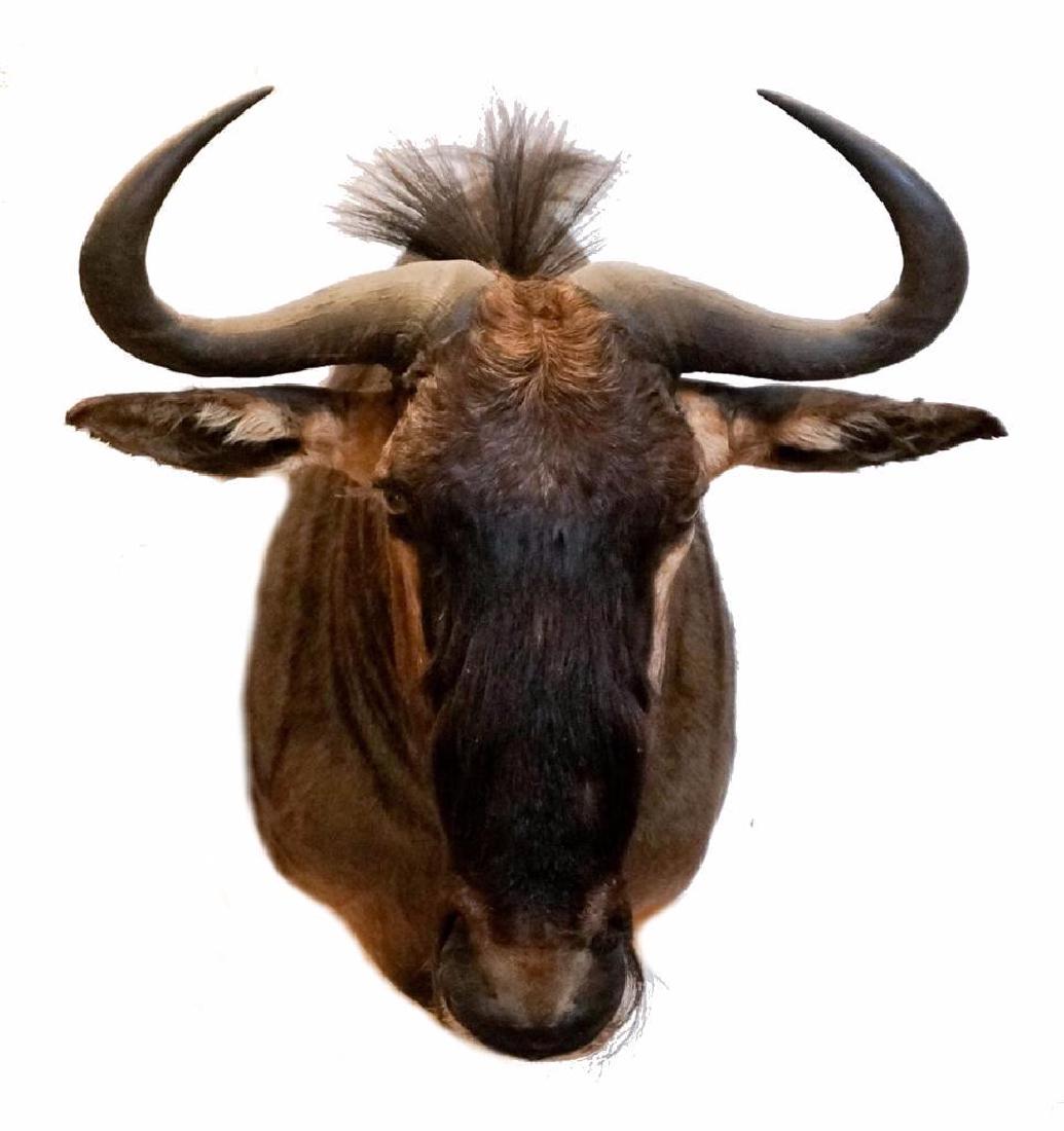 Blue Wildebeest Shoulder Mount: Blue Wildebeest shoulder mount. Harvested in South Africa, 1999. Measures approximately 28" x 24" x 22".
