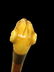 Early Composition Snarling Dog Walking Stick Cane - 5