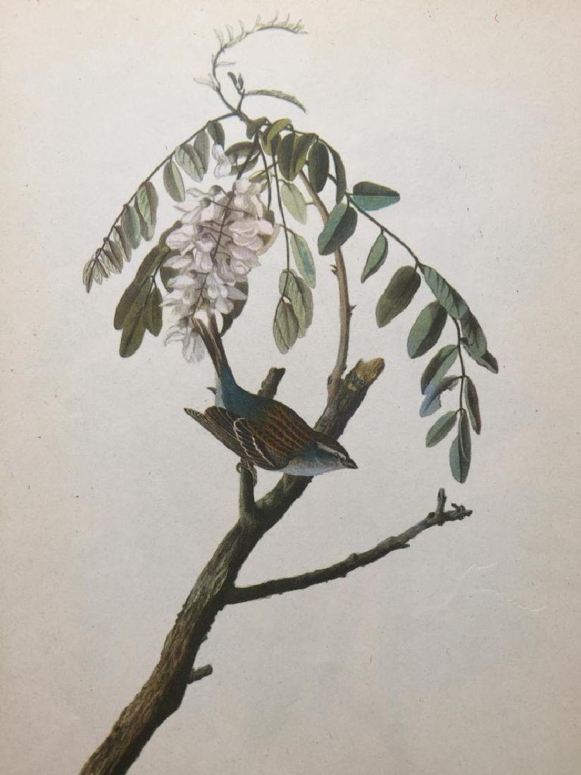 c1946 Audubon Print, #104 Chipping Sparrow: John James Audubon book plate print, from a 1946 edition of "The Birds Of America". # 104 Chipping Sparrow. 8 1/2" X 11 1/2". Comes with mat.