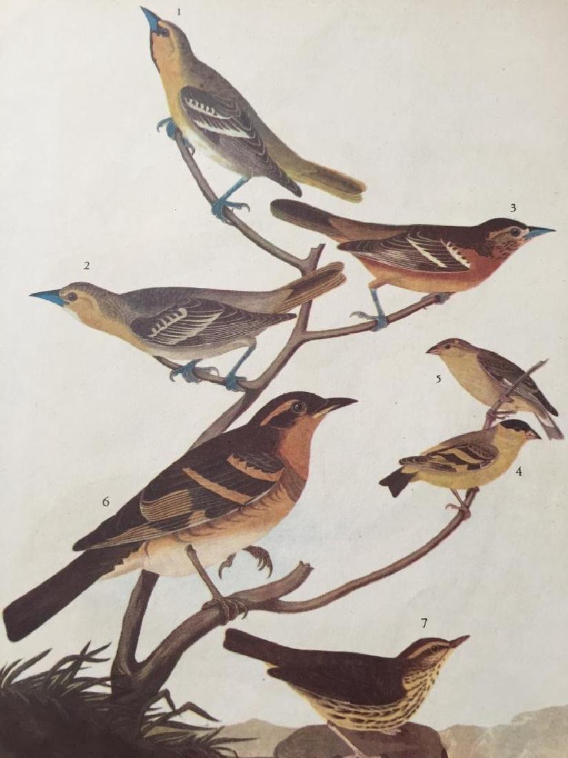 c1946 Audubon Print, #433 A Featured Pot-Pourri: John James Audubon book plate print, from a 1946 edition of "The Birds Of America." # 433 A Feathered Pot-Pourri. Bullock's Oriole, Baltimore Oriole, Mexican Goldfinch, Varied Thrush & Northern Water 