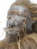 Museum quality looks real shrunken head tsantsa jivaro