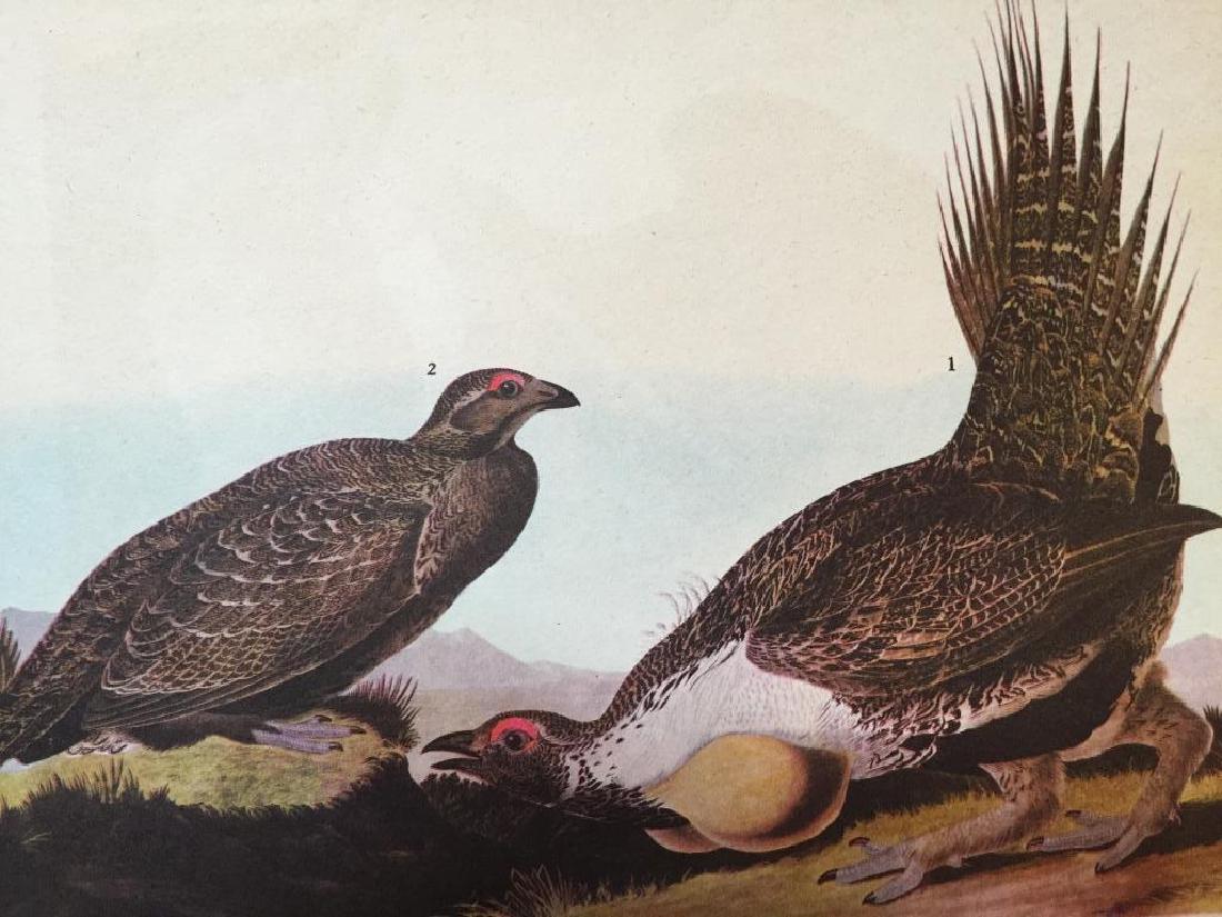 c1946 Audubon Print, #371 Sage Grouse: John James Audubon, book plate print, #371 Sage Grouse, taken from a 1946 edition of "The Birds of America".8 1/2" X 11" print. Comes with 11" X 14" mat.