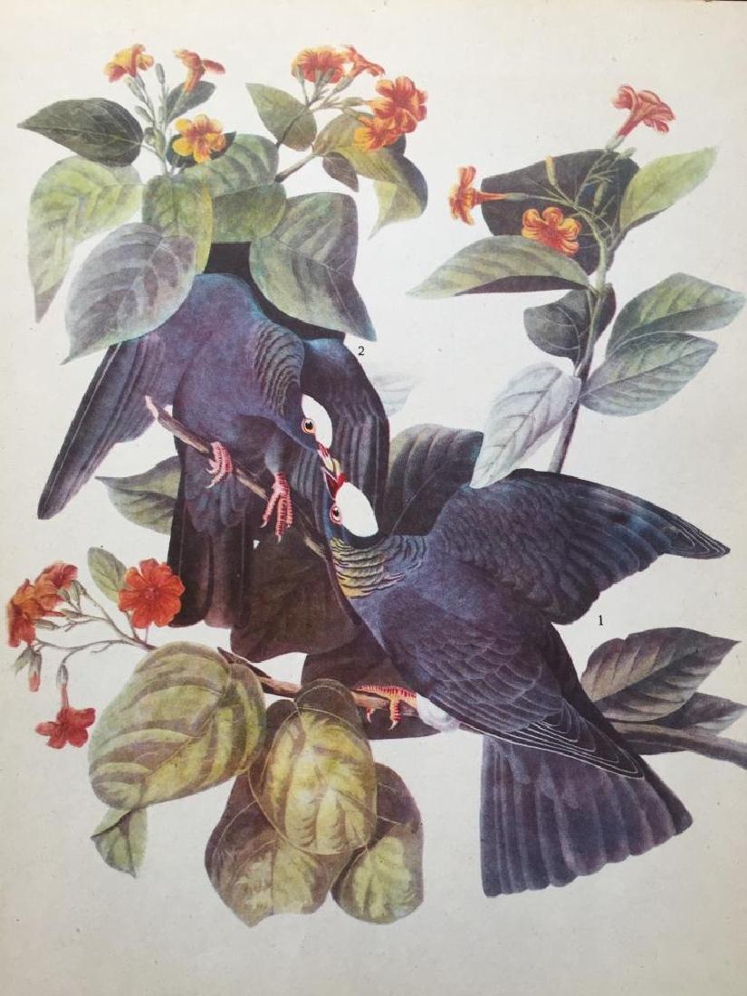 c1946 Audubon Print, White-Crowned Pigeon: John James Audubon book plate print, from a 1946 edition of "The Birds Of America." # 177 White-Crowned Pigeon. 8 1/2" X 11 1/2". Comes with mat.