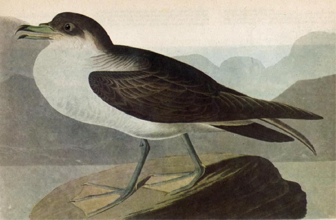 c1946 Audubon Print, Greater Shearwater #283: Vintage original book plate print, from a c1946 edition of The Birds of America by John James Audubon. #283 Greater Shearwater. 8 1/2" X 11 1/2". Comes with mat.
