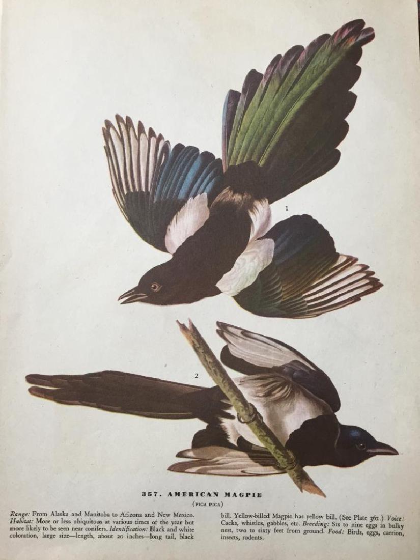 c1946 Audubon Print, #357 American Magpie: John James Audubon, book plate print, # 357 Magpie, from a 1946 edition of "The Birds Of America". 8 1/2" X 11 1/2". Comes with 11" X 14" mat.