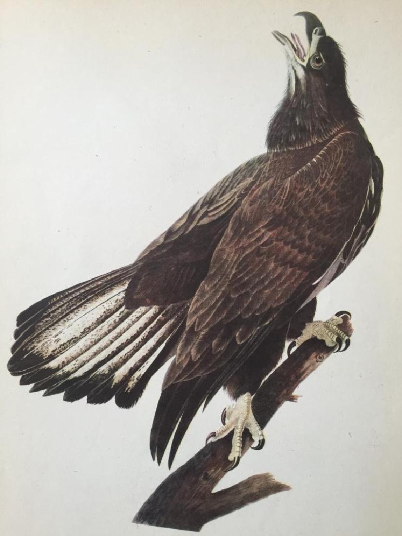 c1946 Audubon Print, #126 Bald Eagle: John James Audubon print, from a 1946 edition of "The Birds Of America". Bald Eagle # 126. 8 1/2" X 11". Comes with 11" X 14" mat.