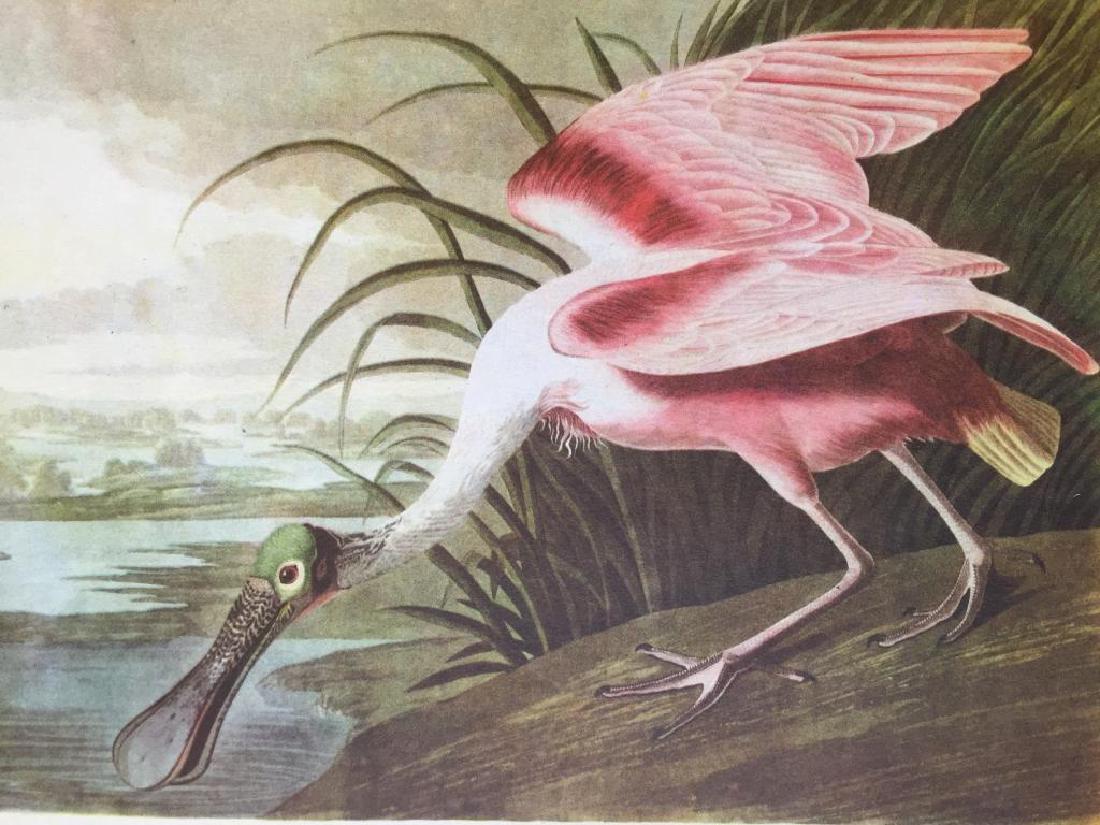 c1946 Audubon Print, #321 Roseate Spoonbill: John James Audubon, book plate print, from a 1946 edition of The Birds Of America. # 321 Roseate Spoonbill. 6 1/2" X 10 1/2" image size on 8 1/2" X 11 1/2" page. Comes with 11" X 14" mat.