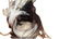 Movie Prop Shrunken Head, Tsantsa - 4