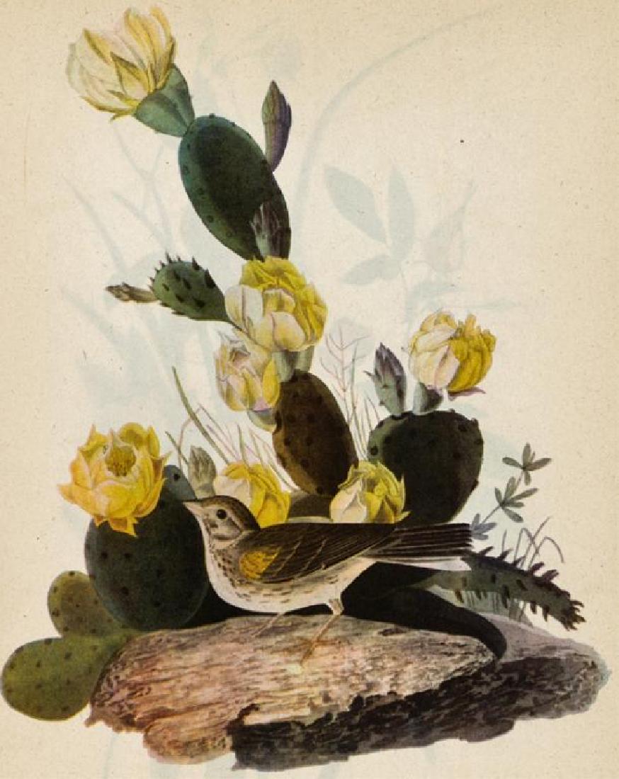 c1946 Audubon Print, Vesper Sparrow: John James Audubon, original book plate print, from a 1946 edition of "The Birds of America". Comes with 11" X 14" mat.