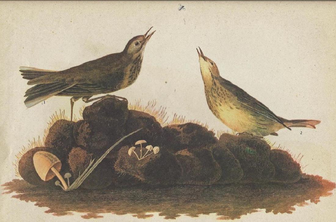 c1946 Audubon Print, #10 American Pipit: John James Audubon, original book plate print. # 10 American Pipit, from a circa 1946 edition of "The Birds of America". 8 1/2" X 11" image size. Comes with 11" X 14" mat.