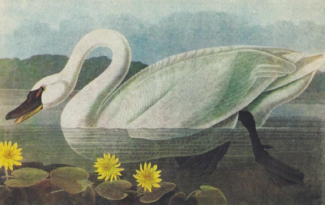 Mid 20thc Audubon Print, Whistling Swan: Mid 20th Century Audubon bird print from a c1950 Audubon Birds of America, Fifty Selections with Commentaries by Roger Tory Peterson. #411 Whistling Swan. Commentary on the reverse side. 9" X 12".