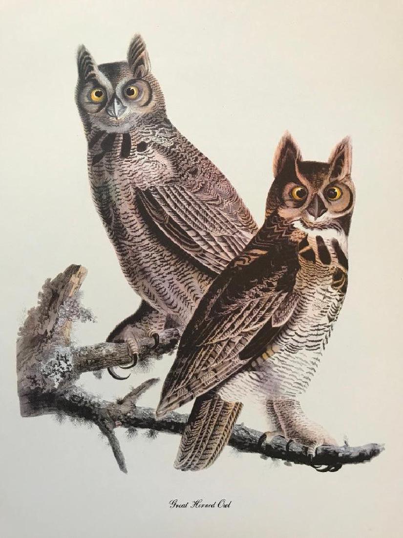 c1950 Audubon Print, Great Horned Owl: Vintage c1950 print, from the collection, "Audubon - Fifty Selections with commentaries by Roger Tory Peterson". Yellow-Bellied Sapsucker. 9" X 12". Comes with mat board.