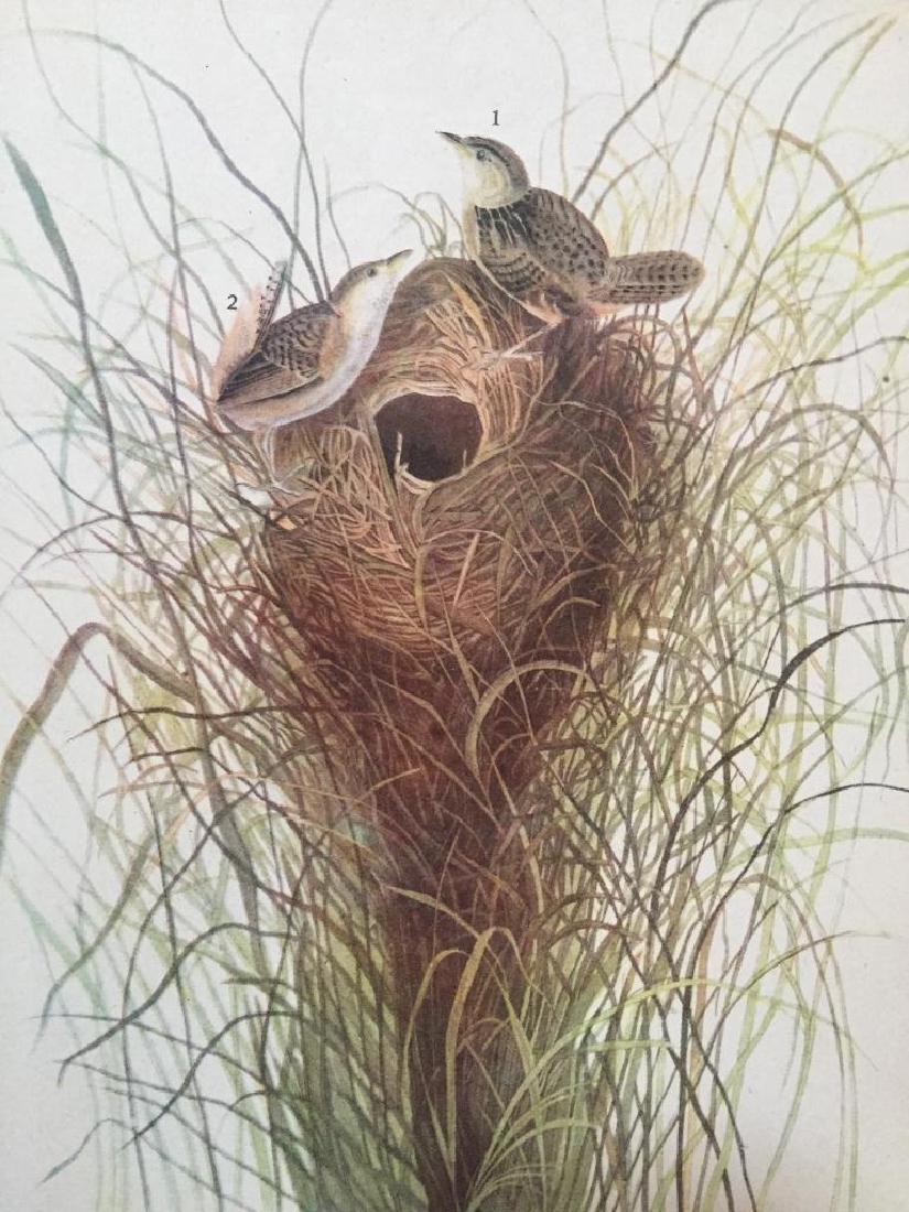 c1946 Audubon Print, #175 Short-Billed Marsh Wren: John James Audubon, book plate print, # 175 Short-Billed Marsh Wren, from a 1946 edition of "The Birds Of America". 8 1/2" X 11 1/2" print size. Comes with 11" X 14" mat.