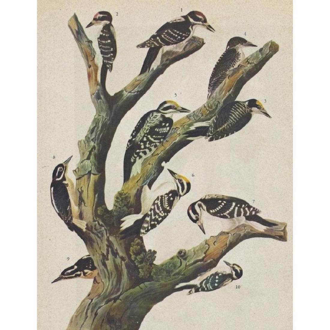 c1946 Audubon Print, Two Woodpeckers: John James Audubon, from The Birds of America. Published c.1946. # 417 Three-toed Woodpecker & Hairy Woodpecker with variety of races shown. 8 1/2" X 11" image size. Comes with 11" X 14" mat.