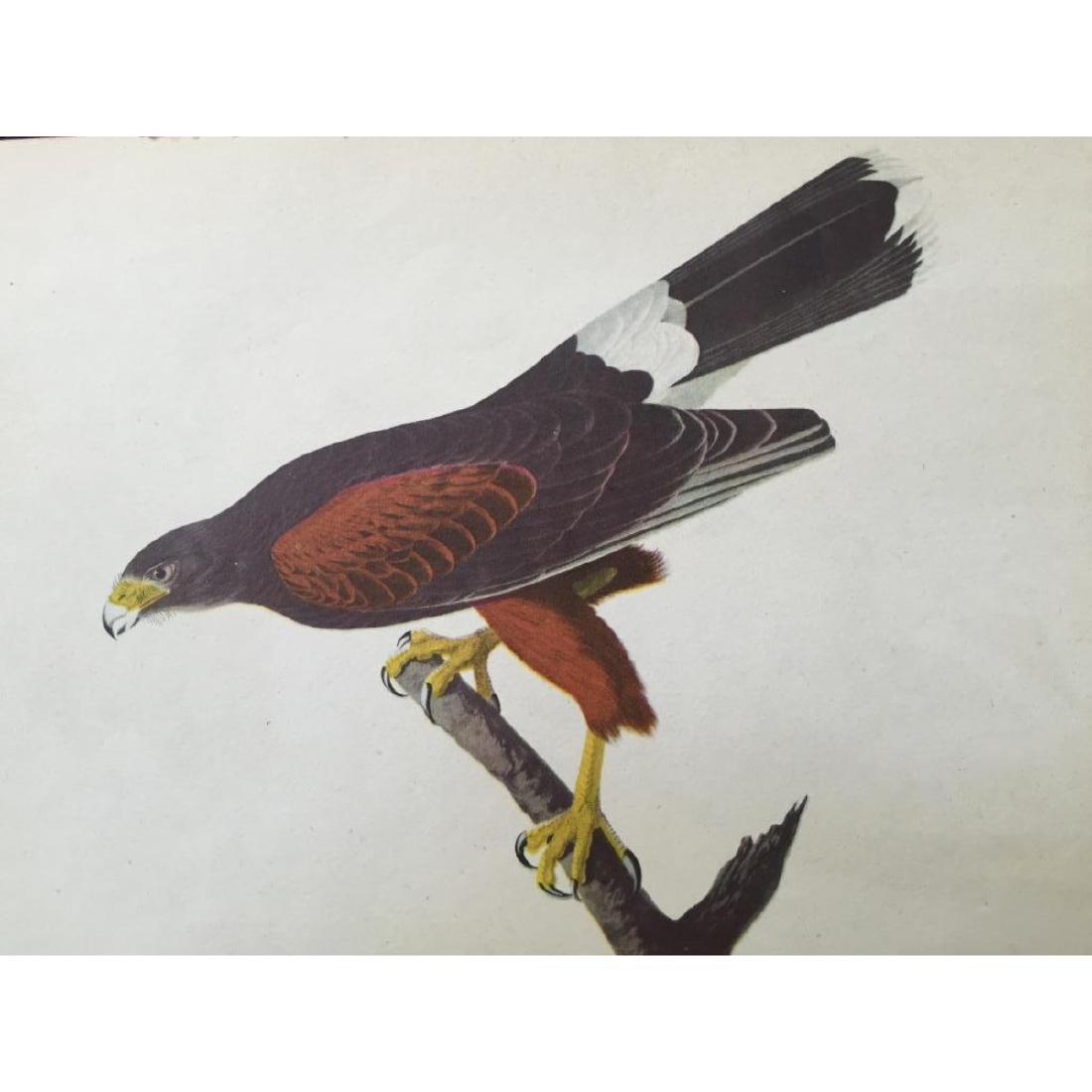 c1946 Audubon Print, # 392 Harris's Hawk: John James Audubon, book plate print, from a 1946 edition of "The Birds of America." # 392 Harris's Hawk. 8 1/2" X 11 1/2". Comes with 11" X 14" mat.