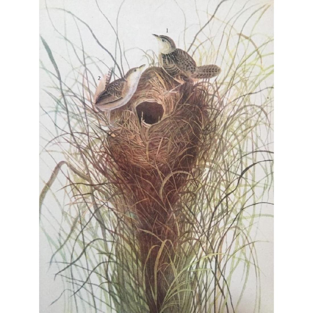 c1946 Audubon Print, #175 Short-Billed Marsh Wren: John James Audubon, book plate print, # 175 Short-Billed Marsh Wren, from a 1946 edition of "The Birds Of America". 8 1/2" X 11 1/2" print size. Comes with 11" X 14" mat.