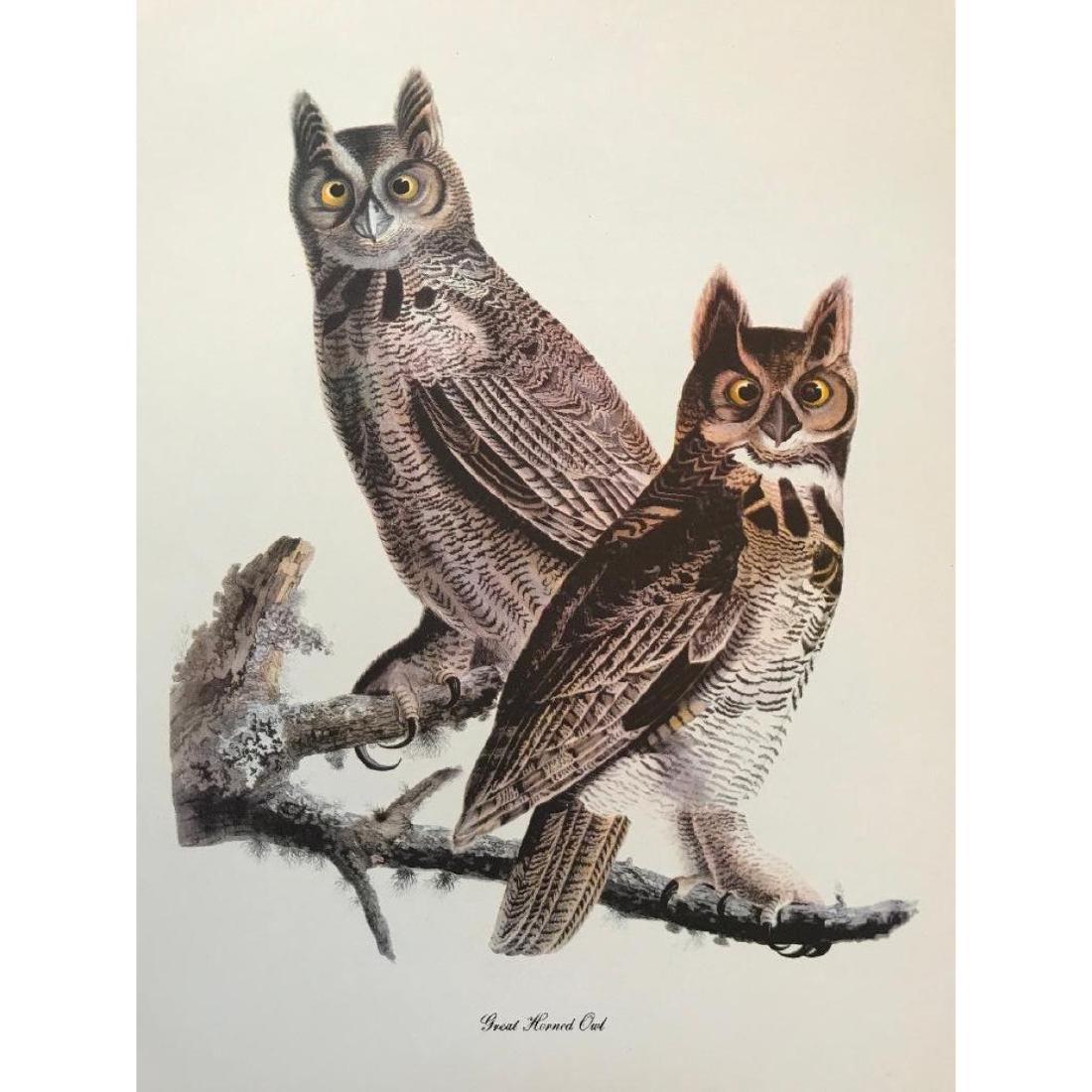 c1950 Audubon Print, Great Horned Owl: Vintage c1950 print, from the collection, "Audubon - Fifty Selections with commentaries by Roger Tory Peterson". Yellow-Bellied Sapsucker. 9" X 12". Comes with mat board.