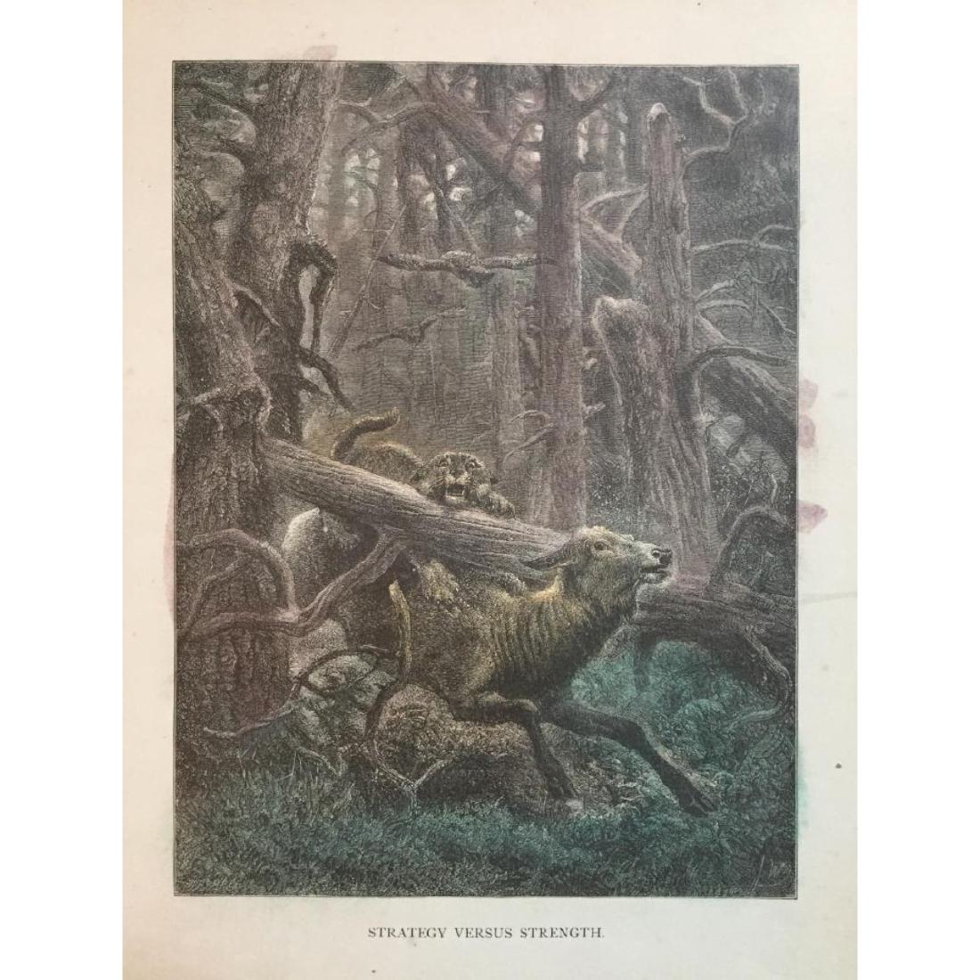 19thc Engraving, Bobcat Hunting Buck: Original 19th Century book plate engraving," Strategy Versus Strength" from an 1874 edition of "The Life & Habits of Wild Animals". Illustrations by German-British artist Joseph Wolf ( 1820 - 1899 ). 