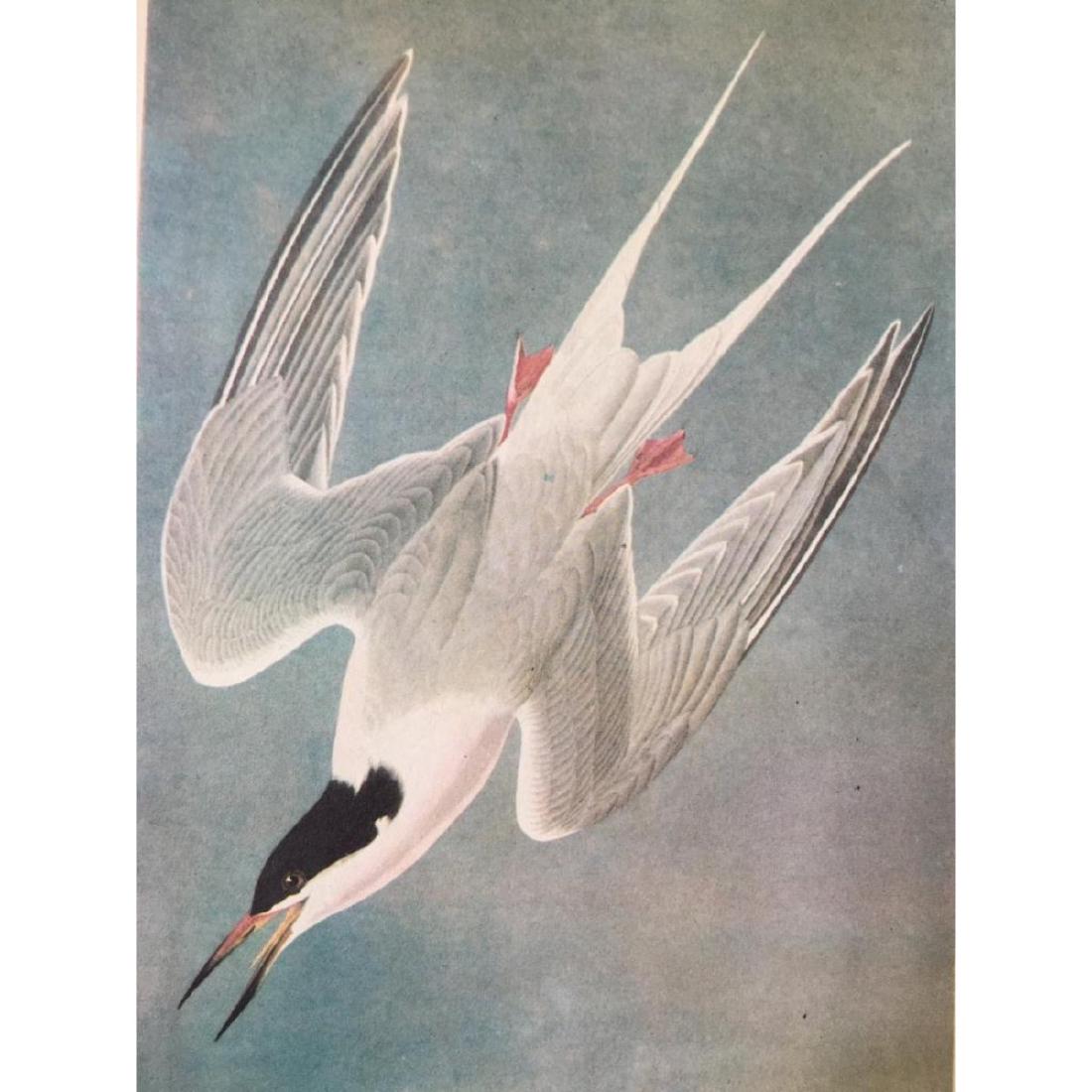 c1946 Audubon Print, #240 Roseate Tern: John James Audubon book plate print, from a 1946 edition of The Birds Of America. #240 Roseate Tern. 6" X 9" image on 8 1/2" X 11 1/2" page. Comes with 11" X 14" mat.