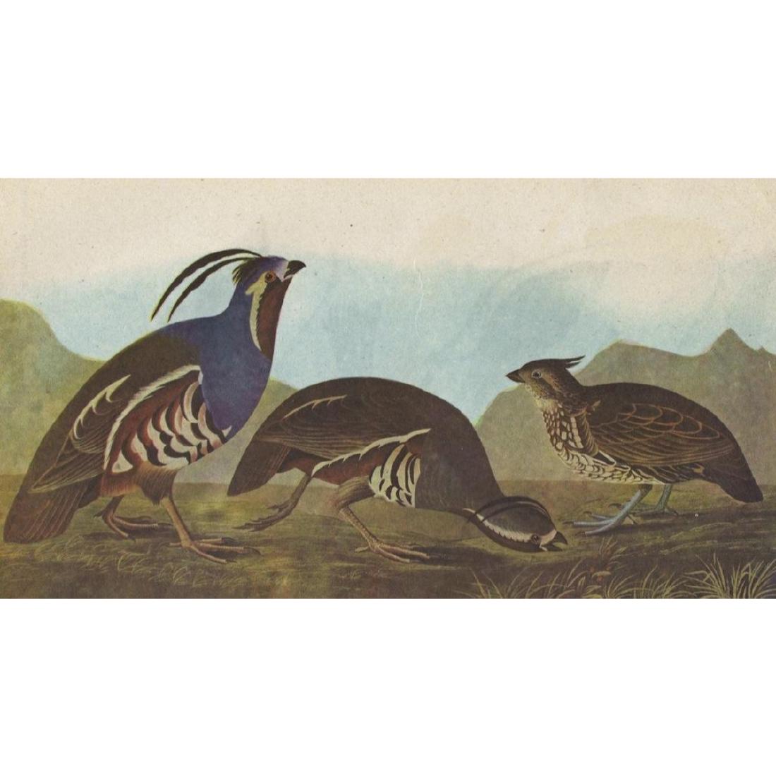 c1946 Audubon Print, #423 Mountain Quail: John James Audubon, circa 1946 print from The Birds of America. # 423. Two Mountain Quail. 8 1/2" X 11" image size. Comes with 11" X 14" mat.