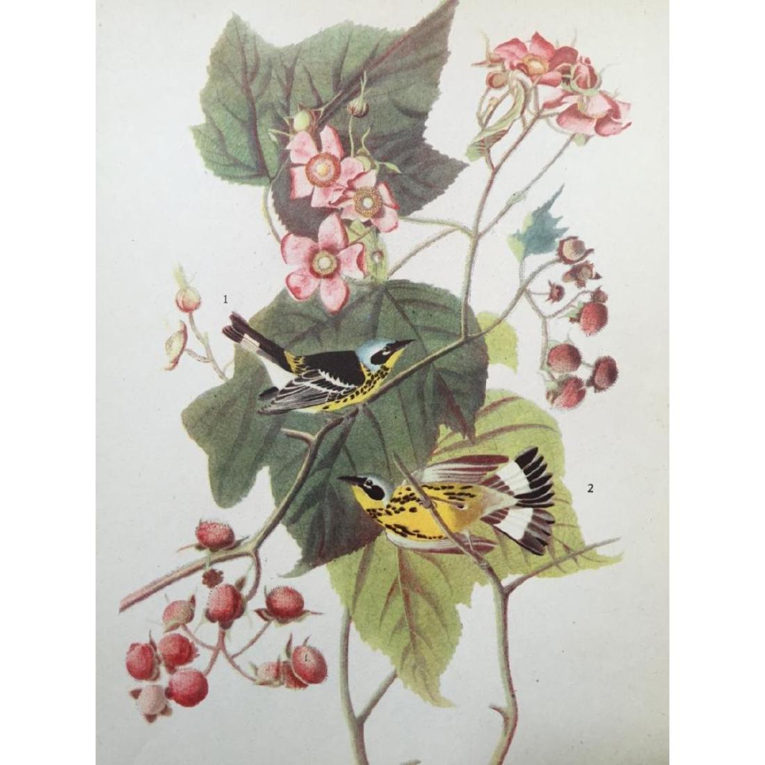 c1946 Audubon Print, #123 Magnolia Warbler: John James Audubon, book plate print, taken from a 1946 edition of "The Birds Of America". #123 Magnolia Warbler. 8 1/2" X 11 1/2" print size. Comes with 11" X 14" mat.