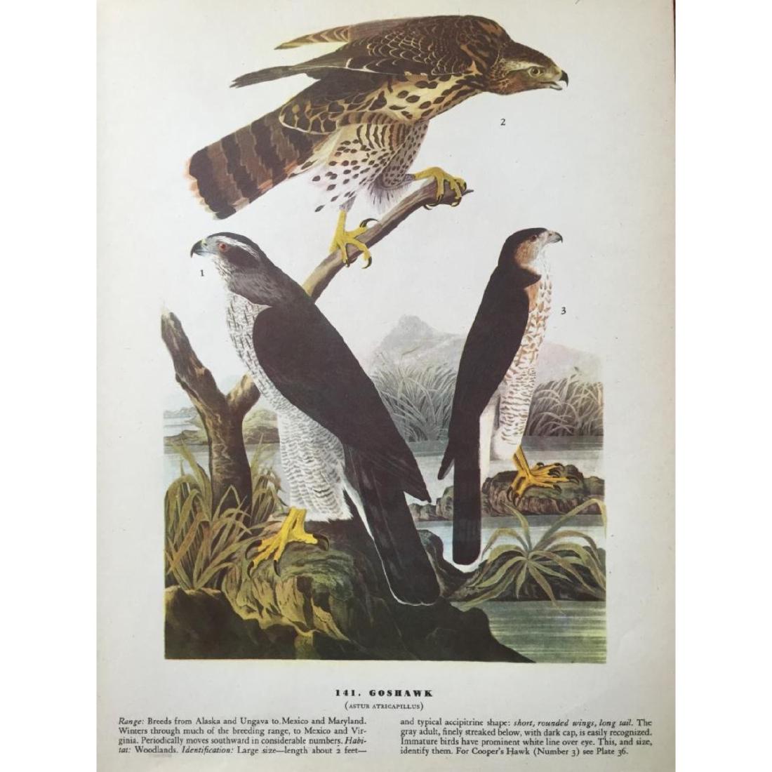 c1946 Audubon Print, #141 Goshawk: John James Audubon, book plate print, from a 1946 edition of The Birds of America." # 141 Goshawk. 8 1/2" X 11 1/2". Comes with 11" X 14" mat.