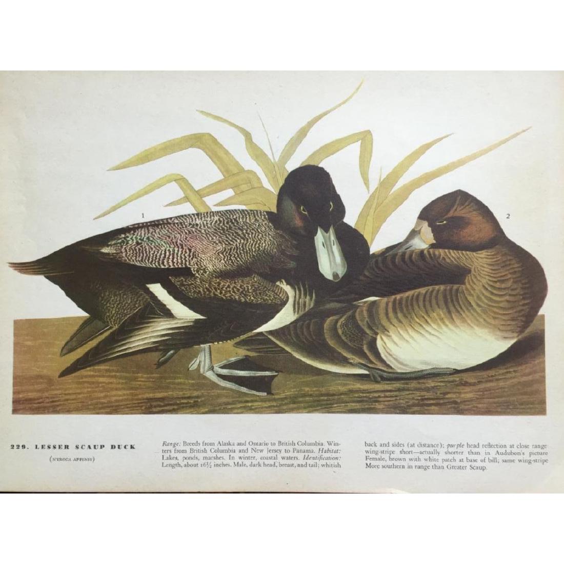 c1946 Audubon Print, #229 Lesser Scaup Duck: Lesser Scaup Duck print # 229 from a 1946 edition of The Birds Of American by John James Audubon. 8 1/2" X 11 1/2". Comes with 11" X 14" mat. * dog ear bend to the bottom right corner that will not af