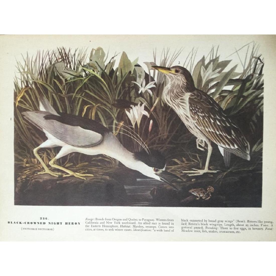 Audubon Print, #236 Black-Crowned Night Heron: John James Audubon, book plate print, from a 1946 edition of "The Birds Of America." # 236 Black-Crowned Night Heron. 8 1/2" X 11". Comes with 11" X 14" mat.