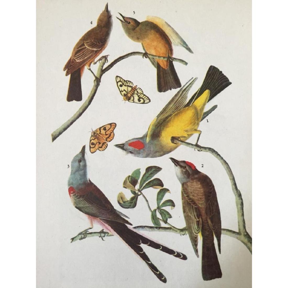 c1946 Audubon Print, #359 Three Tyrant Flycatchers: John James Audubon print, from a c1946 edition of The Birds of America. #Three Tyrant Flycatchers book plate rpint. 8 1/2" X 11 1/2". Comes with 11" X 14" mat.