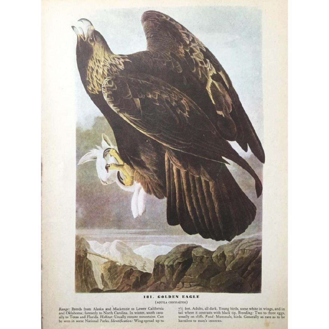 c1946 Audubon Print, #181 Golden Eagle: John James Audubon print, from a 1946 edition of "the Birds Of America". 8 1/2" X 11". Comes with 11" X 14" mat mat.